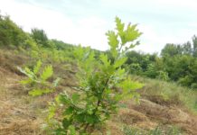 5.000 de puieţi vor fi plantaţi la Siliştea Gumeşti, în cadrul campaniei “Plantăm fapte bune”