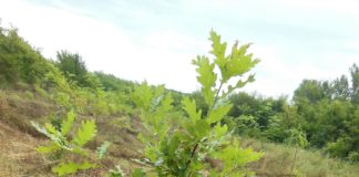 5.000 de puieţi vor fi plantaţi la Siliştea Gumeşti, în cadrul campaniei “Plantăm fapte bune”