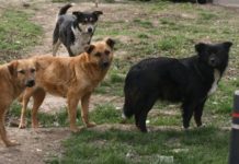 Un Băieţel de 8 ani este în stare CRITICĂ la spital după ce a fost muşcat de câini