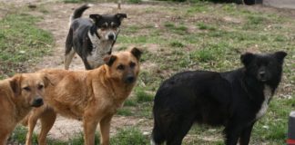 Un Băieţel de 8 ani este în stare CRITICĂ la spital după ce a fost muşcat de câini