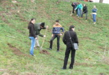 LUNA PĂDURII / Peste 300.000 de puieţi plantaţi de silvicultorii din Teleorman în campania de primăvară