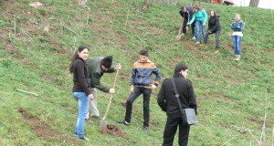 LUNA PĂDURII / Peste 300.000 de puieţi plantaţi de silvicultorii din Teleorman în campania de primăvară