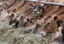 Crescătorii de vaci de lapte vor primi un sprijin financiar. Cererile se depun până pe 2 mai