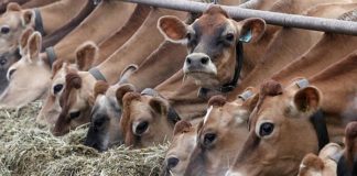 Crescătorii de vaci de lapte vor primi un sprijin financiar. Cererile se depun până pe 2 mai