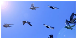ZIUA INTERNAŢIONALĂ A PĂSĂRILOR CELEBRATĂ ÎN FIECARE AN PE 01 APRILIE