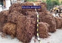 23,600 Kg tutun de fumat confiscat de polițiștii Serviciului de Investigare a Criminalității Economice la Smardioasa!