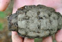 Grenadă descoperită în curtea unui roşiorean grenada defensiva