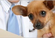 Sesizarea referitoare la legea medicului veterinar respinsă de CCR