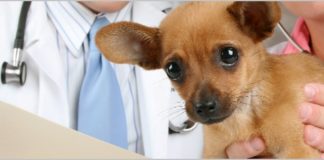 Sesizarea referitoare la legea medicului veterinar respinsă de CCR