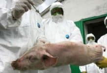 În Teleorman au fost stinse 29 de focare de pestă porcină africană în ultima săptămână pestă porcină la Storobăneasa