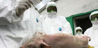 În Teleorman au fost stinse 29 de focare de pestă porcină africană în ultima săptămână pestă porcină la Storobăneasa