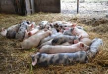 Pesta Porcină Africană – tot ce trebuie să știi despre această boală