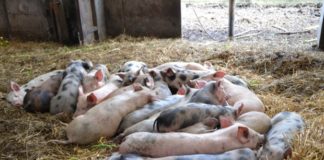 Pesta Porcină Africană – tot ce trebuie să știi despre această boală