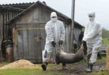 Un nou caz de pestă porcină confirmat într-o gospodărie din comuna Segarcea Vale