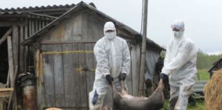 Pesta porcină se extinde în Teleorman. Ultimul caz descoperit și confirmat se află în localitatea Scrioaștea!