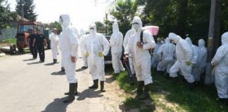 Numărul focarelor de pestă porcină africană, în creștere – 111 focare active în Teleorman