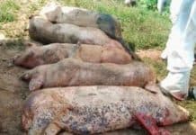 Pesta porcină africană, confirmată și la Ștorobăneasa
