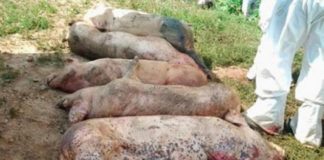 Pesta porcină africană, confirmată și la Ștorobăneasa