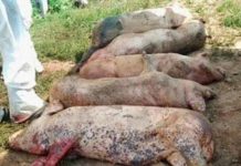 Noi focare de PESTA PORCINĂ în Măgura, Orbeasca, Peretu, Uda Clocociov şi Drăgăneşti de Vede Noi focare de Pestă Porcină în Măgura, Orbeasca, Peretu, Uda Clocociov şi Drăgăneşti de Vede