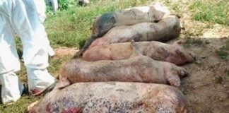 Noi focare de PESTA PORCINĂ în Măgura, Orbeasca, Peretu, Uda Clocociov şi Drăgăneşti de Vede Noi focare de Pestă Porcină în Măgura, Orbeasca, Peretu, Uda Clocociov şi Drăgăneşti de Vede