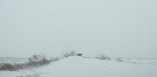 ALERTĂ! Zece autovehicule derapate și șapte copaci căzuți, din cauza zăpezii