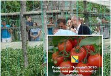 Adrian Gâdea: PNL a „reușit performanța” de a îngropa și Programul TOMATA PNL a "reușit performanța" de a îngropa și Programul TOMATA”