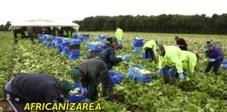 Samuel Calotă: „Pribegi prin lume, pentru o pâine albă, dar amară!”