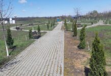 Acțiune de plantare de arbuști ornamentali, la Tătărăștii de Jos