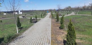 Acțiune de plantare de arbuști ornamentali, la Tătărăștii de Jos