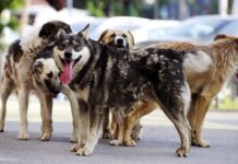 Protocol de colaborare între Alexandria și Turnu Măgurele, pentru gestionarea câinilor fără stăpân