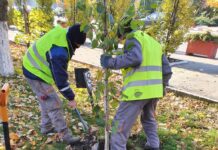 Administrația Domeniului Public va planta 490 de arbori în municipiul Alexandria
