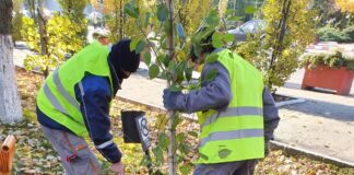 Administrația Domeniului Public va planta 490 de arbori în municipiul Alexandria