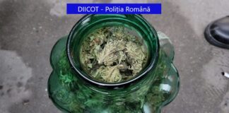 Prinși în timp ce voiau să vândă 492 de grame de cannabis, în schimbul sumei de 18.000 de lei – Trei persoane arestate preventiv