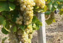 Sprijin financiar de până la 1.200 de euro/hectar pentru producția strugurilor de masă