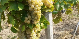 Sprijin financiar de până la 1.200 de euro/hectar pentru producția strugurilor de masă