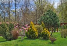 Cel mai nou parc din Alexandria prinde contur – De anul viitor acesta va intra în circuitul public