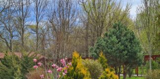 Cel mai nou parc din Alexandria prinde contur – De anul viitor acesta va intra în circuitul public