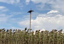 Peisaj Macabru: Ciori spânzurate la ieșire din Alexandria