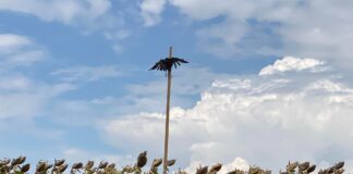 Peisaj Macabru: Ciori spânzurate la ieșire din Alexandria