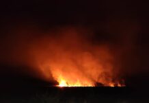 Incendiu de proporții, la Islaz – Câteva sute de hectare au ars la Balta Geraiului