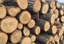 Guvernul a plafonat prețul lemnelor de foc la 400 lei/mc
