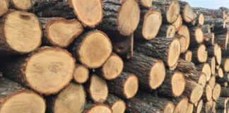 Guvernul a plafonat prețul lemnelor de foc la 400 lei/mc