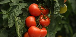 Se prelungește programul Tomata/ Dănuț Cristescu: „S-a ținut cont de solicitările legumicultorilor”