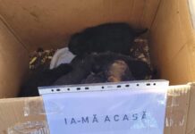 OMENIE: Primaria din Nenciulesti a gasit familia unor pui de catel abandonati. Au mai ramas insa cativa
