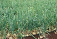 Prima tranșă de plată a ajutorului de stat pentru cultura de usturoi a fost efectuată în Teleorman