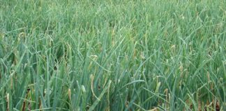 Prima tranșă de plată a ajutorului de stat pentru cultura de usturoi a fost efectuată în Teleorman