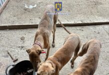 13 bărbați din județ, reținuți într-un dosar de braconaj – Polițiștii au deschins la adrese din Rădoiești, Vitănești, Măgura și Orbeasca