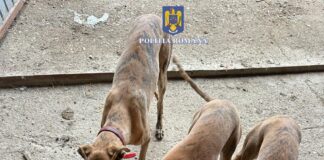 13 bărbați din județ, reținuți într-un dosar de braconaj – Polițiștii au deschins la adrese din Rădoiești, Vitănești, Măgura și Orbeasca