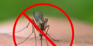 Alexandria – Acțiuni de dezinsecție împotriva țânțarilor și căpușelor