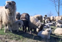 Primul caz de variolă ovină confirmat în România, într-o localitate din Teleorman